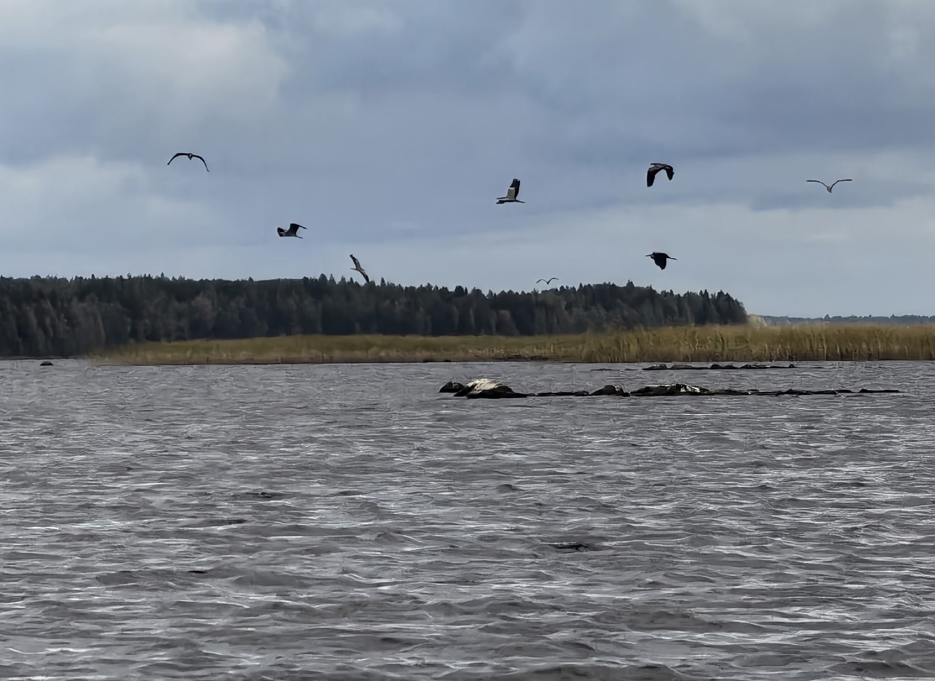 «Они там кайфуют»: серые цапли обживают Водлозерье
