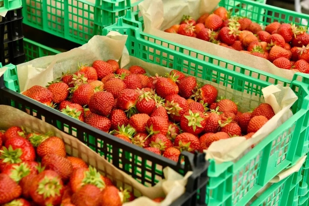 Карельские аграрии подвели итоги урожайного сезона