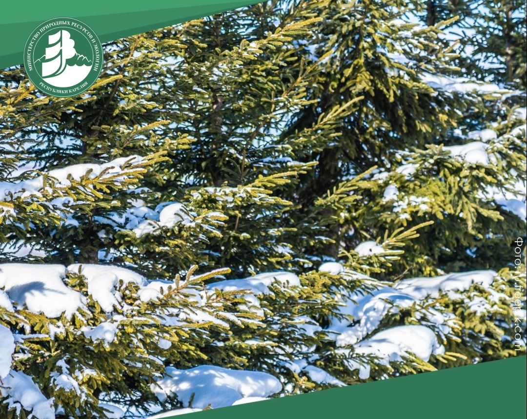 Объявлен аукцион на заготовку елей