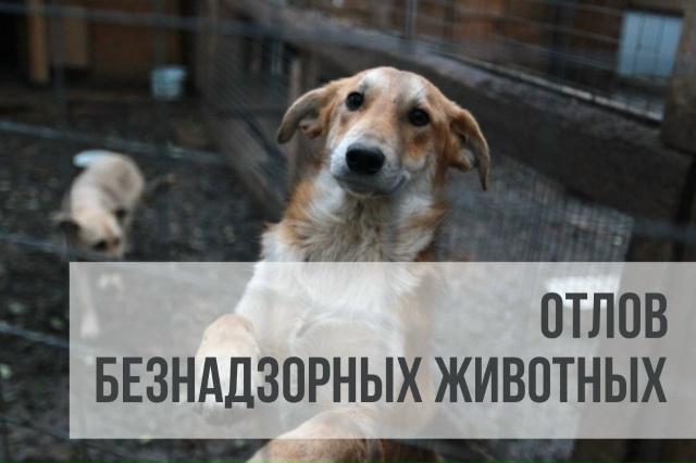 В Кондопожском районе сегодня не рекомендуется отпускать четвероногих друзей на свободный выгул