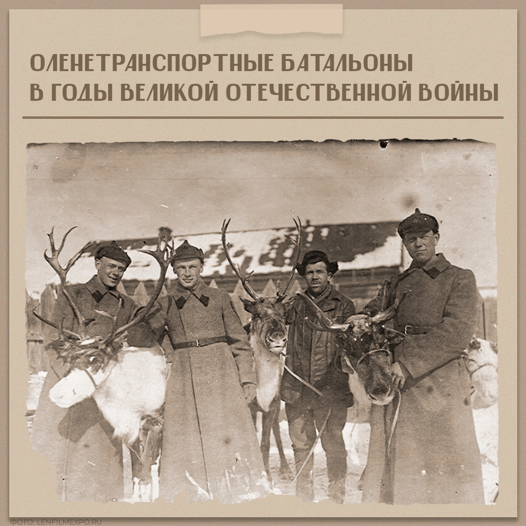 Узнали, как олени спасали раненых на Карельском фронте