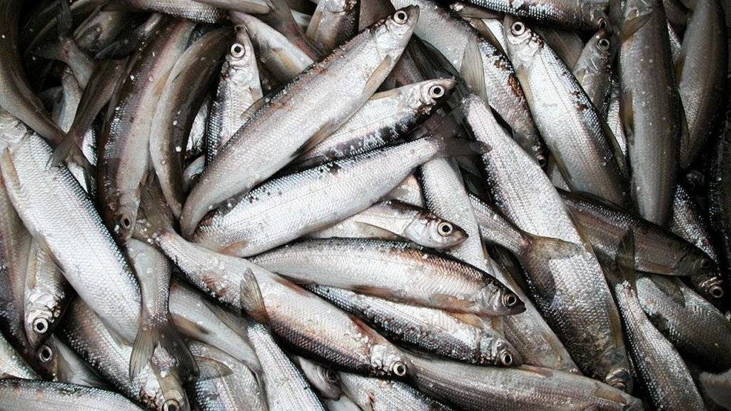 Популярная в Карелии рыба таит опасную 15-метровую заразу