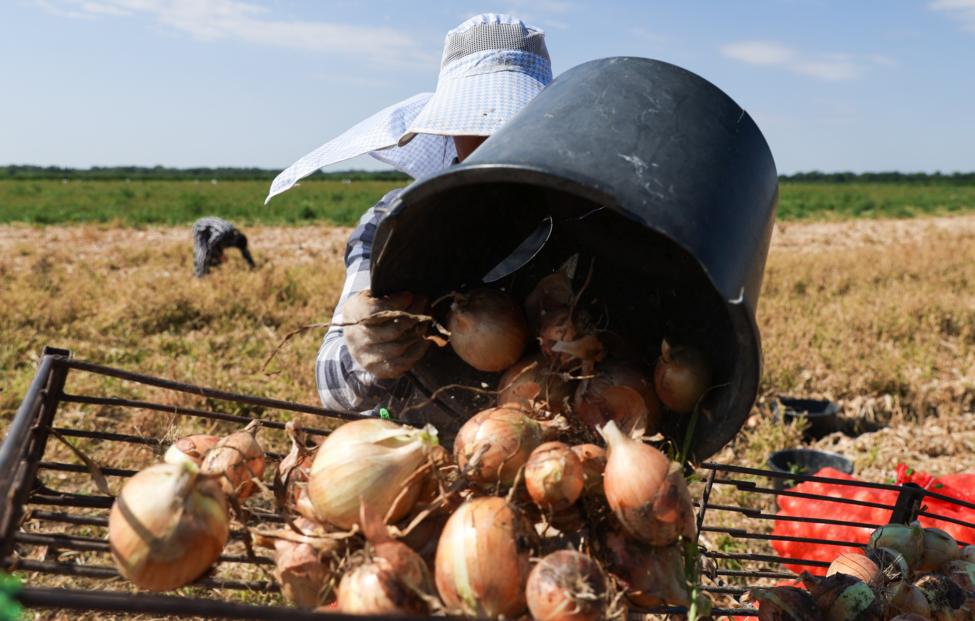 Почти 90 млн рублей направят на развитие сельского хозяйства Карелии