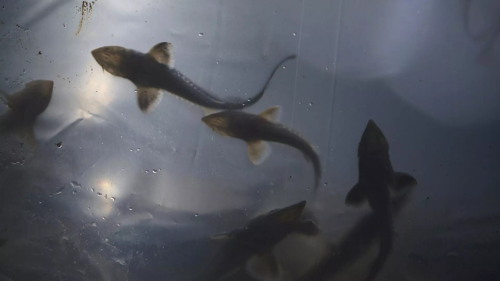 Карельская рыба активно занимает московские прилавки