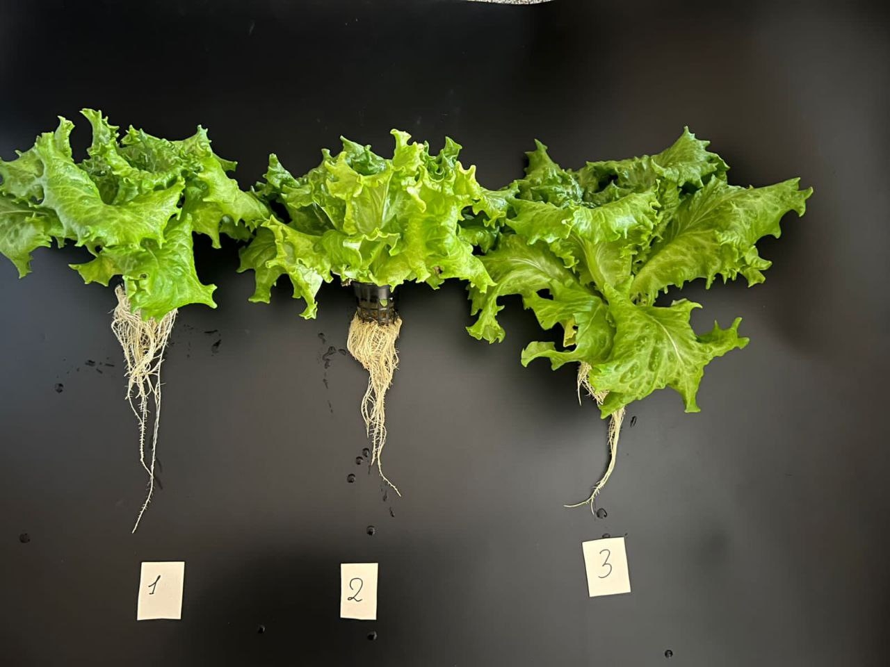 Идеальный салат планируют выращивать в Карелии