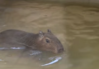 Самый большой в мире грызун освоился в Карелии Самый большой в мире грызун освоился в Карелии