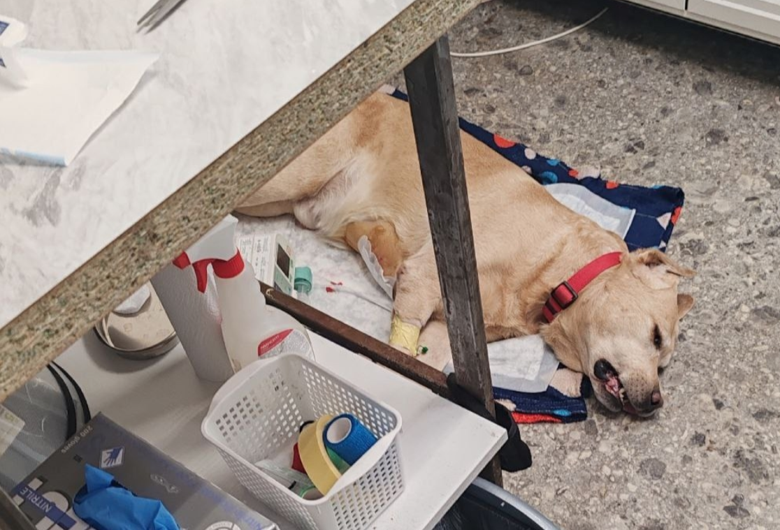 Лабрадора, которого покусала бойцовская собака, прооперировали в Петрозаводске