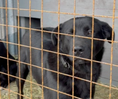 Муниципальный пункт содержания безнадзорных животных открыли в Петрозаводске