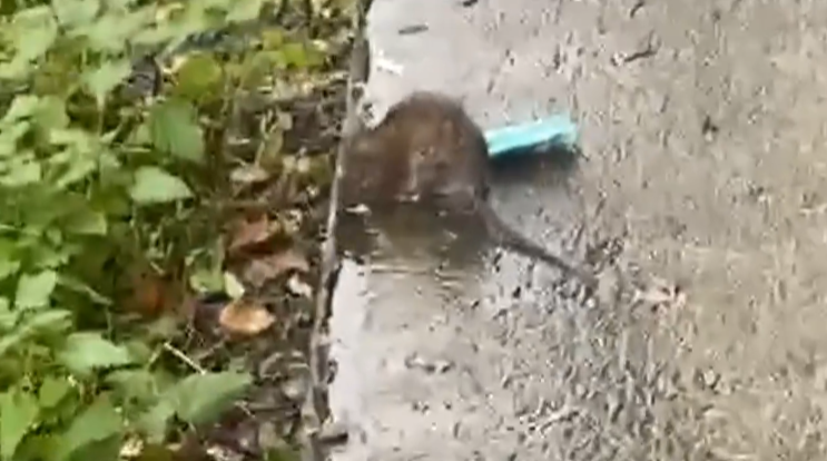 Полчища грызунов атаковали петрозаводские дворы