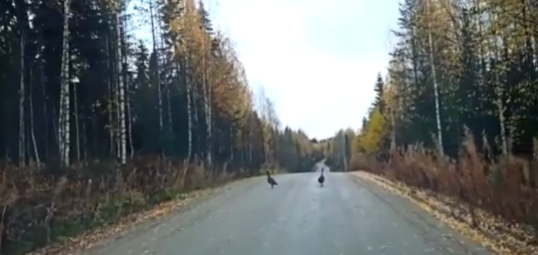 Два глухаря выясняли отношения на дороге в Карелии