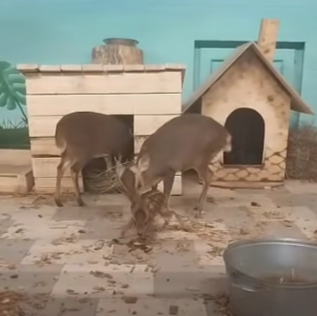 В Карельском зоопарке в семье лающих оленей родился детеныш