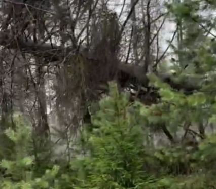 Старое дерево рухнуло на кладбище в Сортавальском округе
