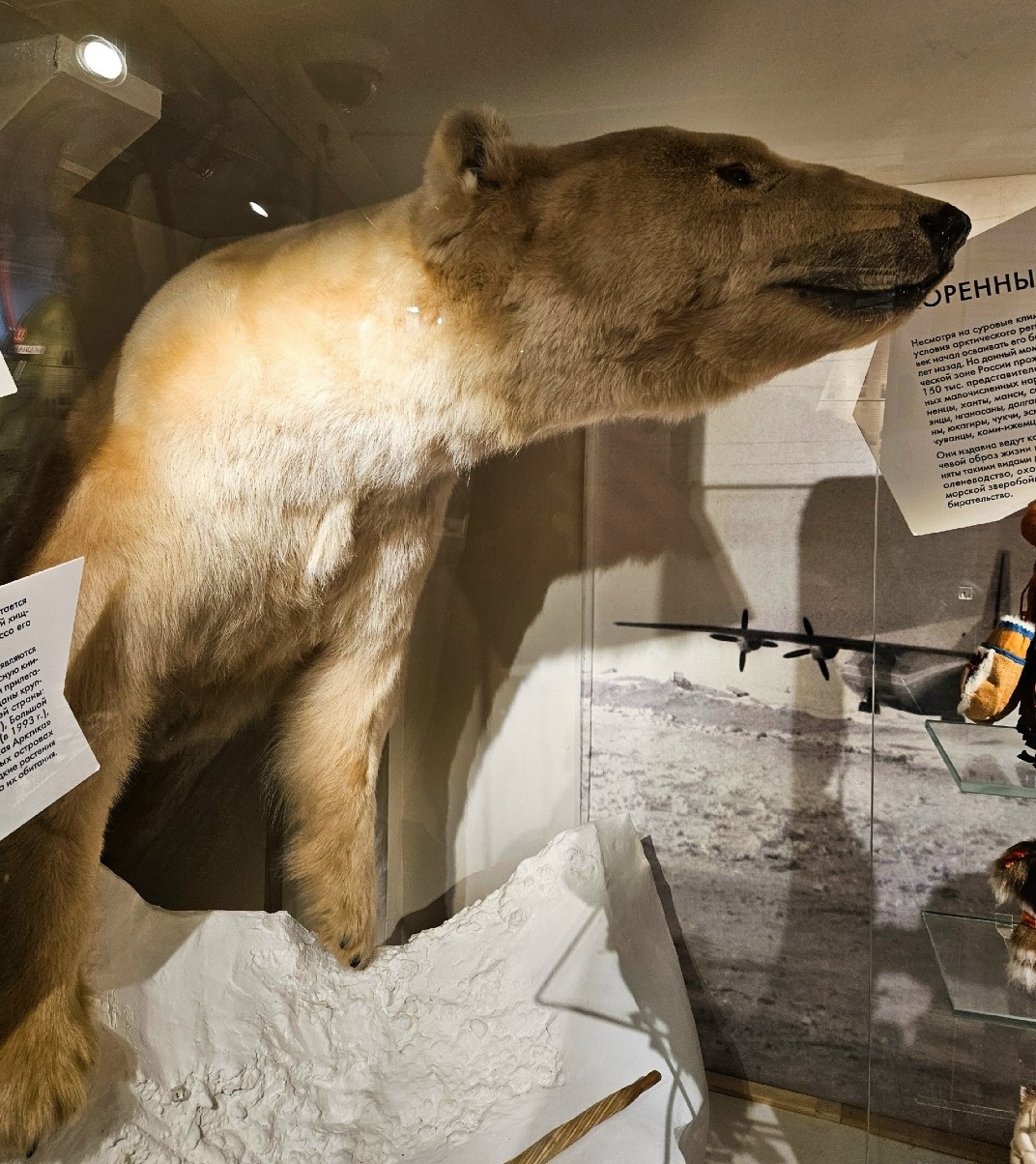 На борту легендарного ледокола «Красин» живёт настоящий медведь