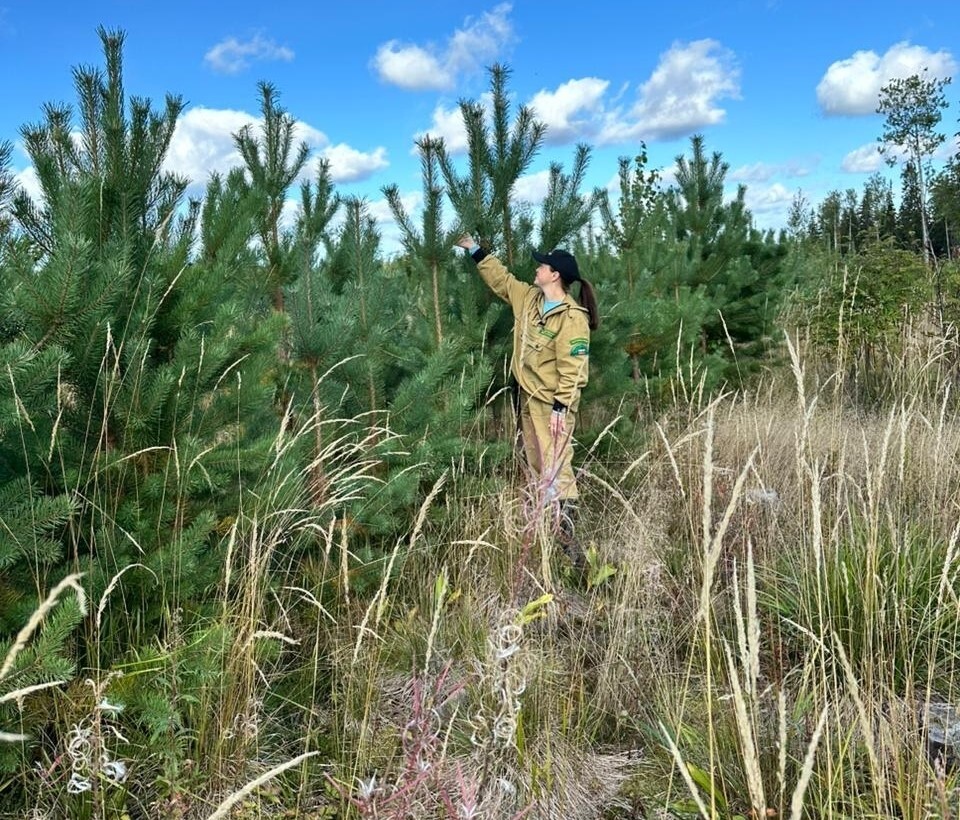 Карелия близка к выполнению годового плана по лесовосстановлению