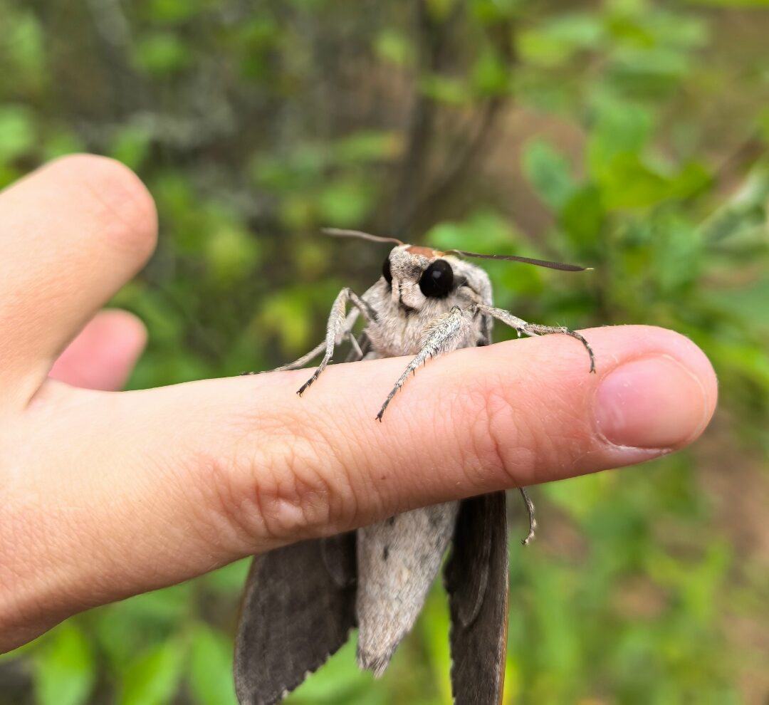 «Мурашки по спине...»: ночной кошмар Ладожских ученых при свете дня признали очаровательным