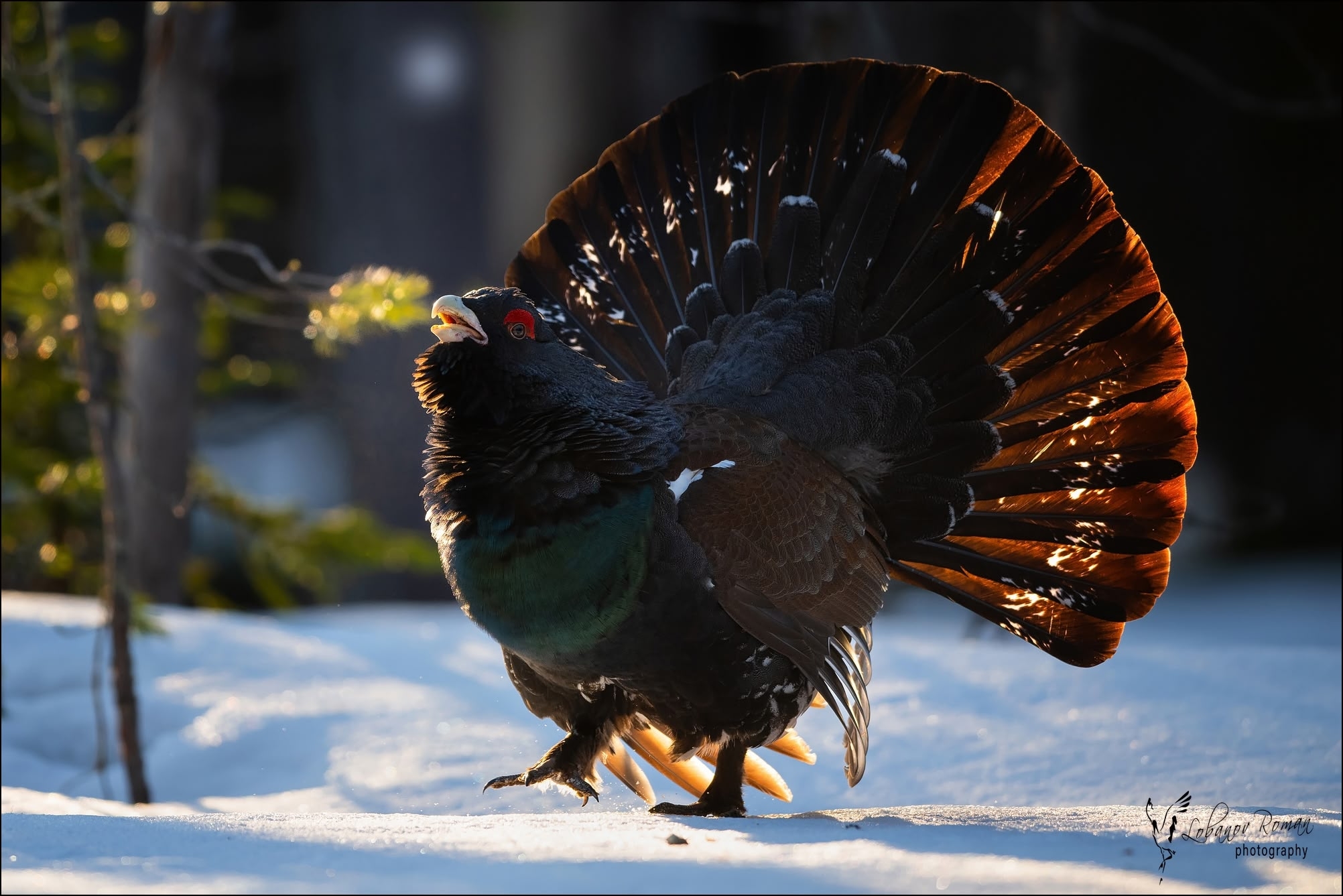 Жар-птицу заметили в одном из заповедников Карелии