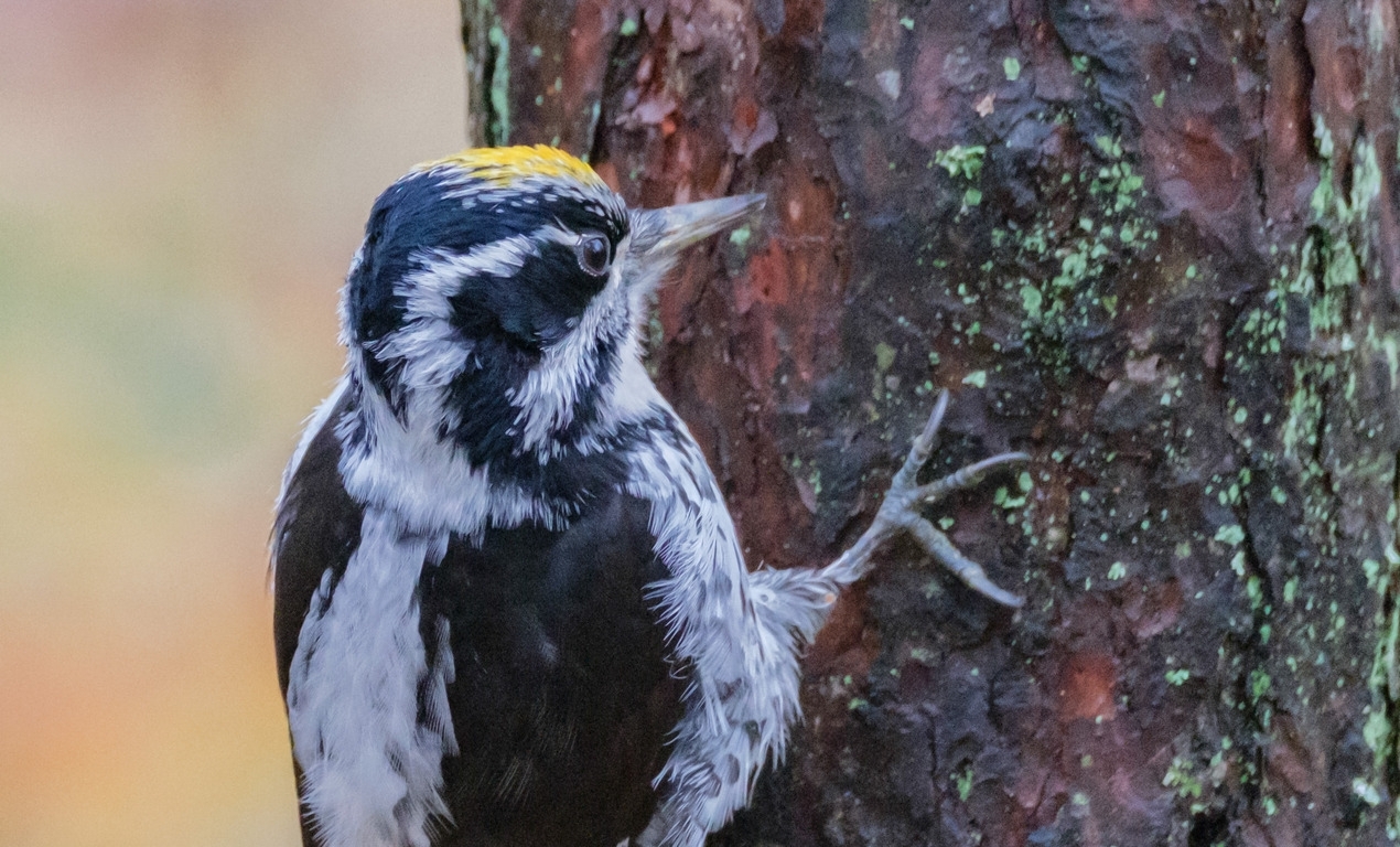 Известный биолог объяснил, куда исчез палец у краснокнижного дятла