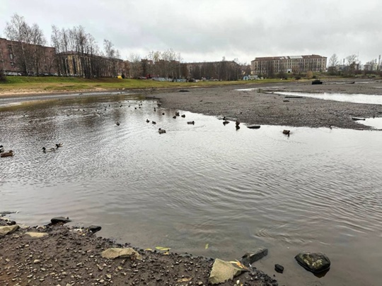 Минприроды проверило, а мэрия Петрозаводска отчиталась по факту обнаружения на водной глади в центре города нефтяных пятен