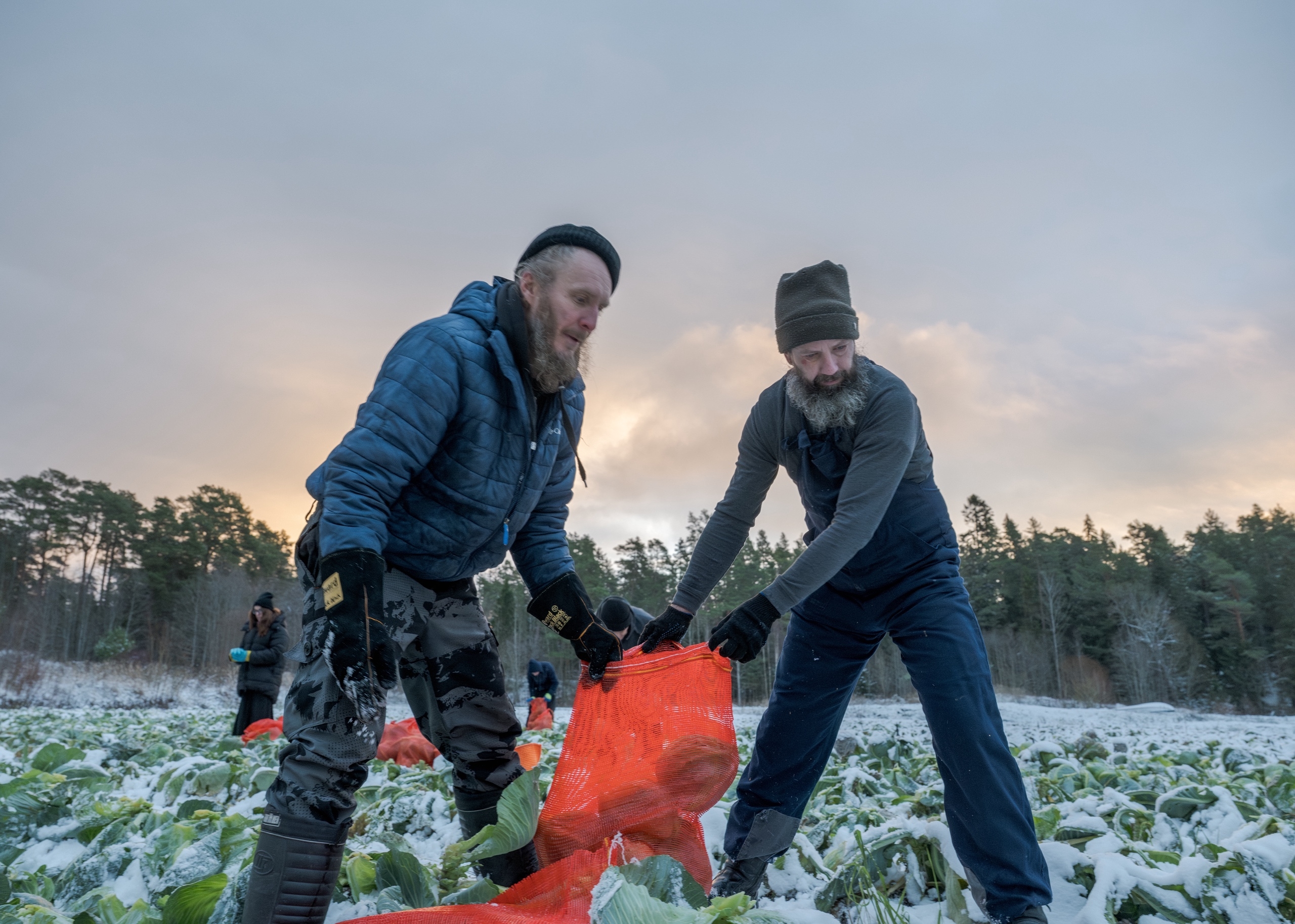 Монахи Валаамского монастыря собрали последний урожай капусты