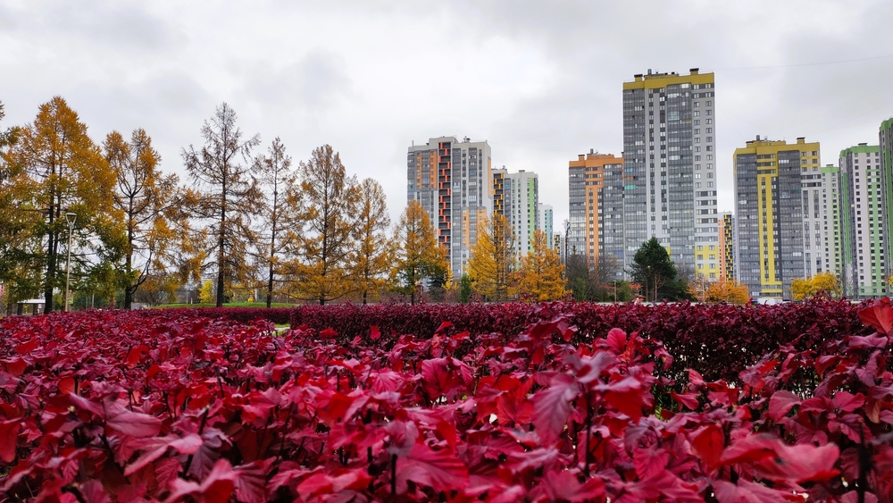 Сочные краски осени запечатлели в Санкт-Петербурге
