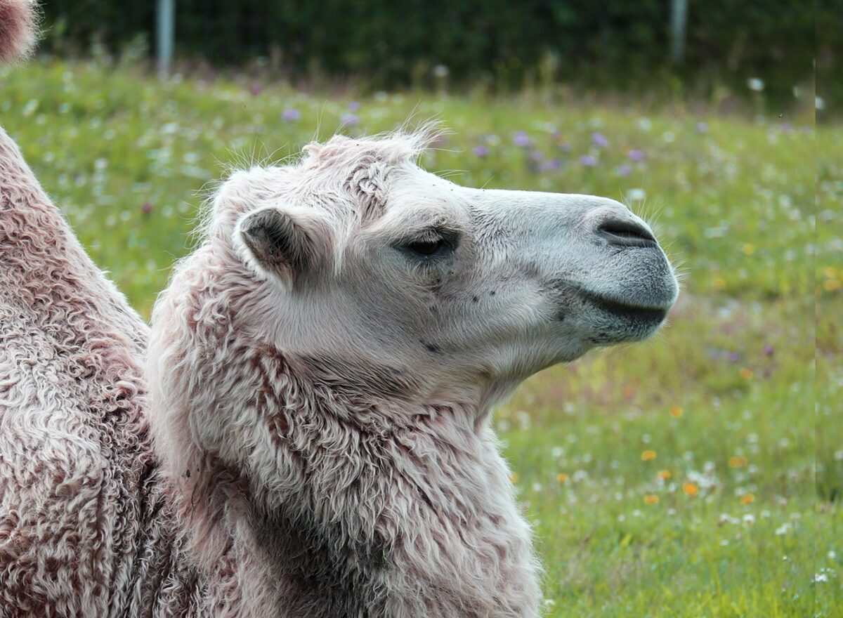 Верблюд Айсберг отметил свой день рождения в Карелии