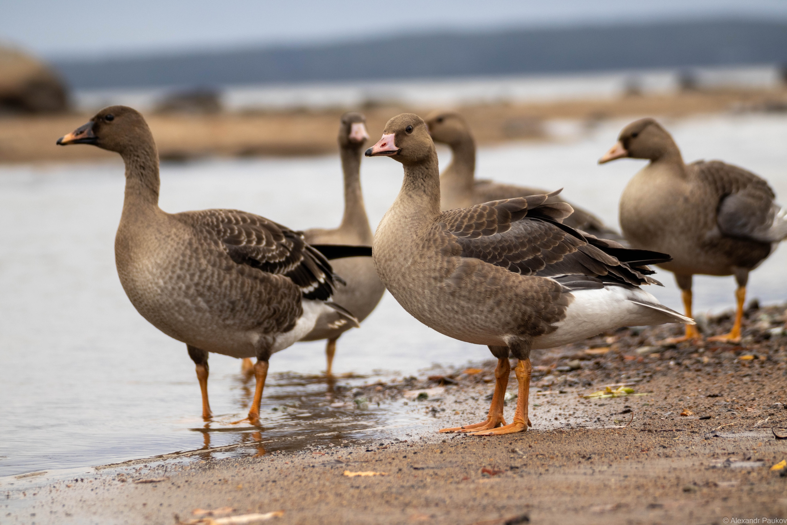 Порывистый ветер принесет снег в Карелию