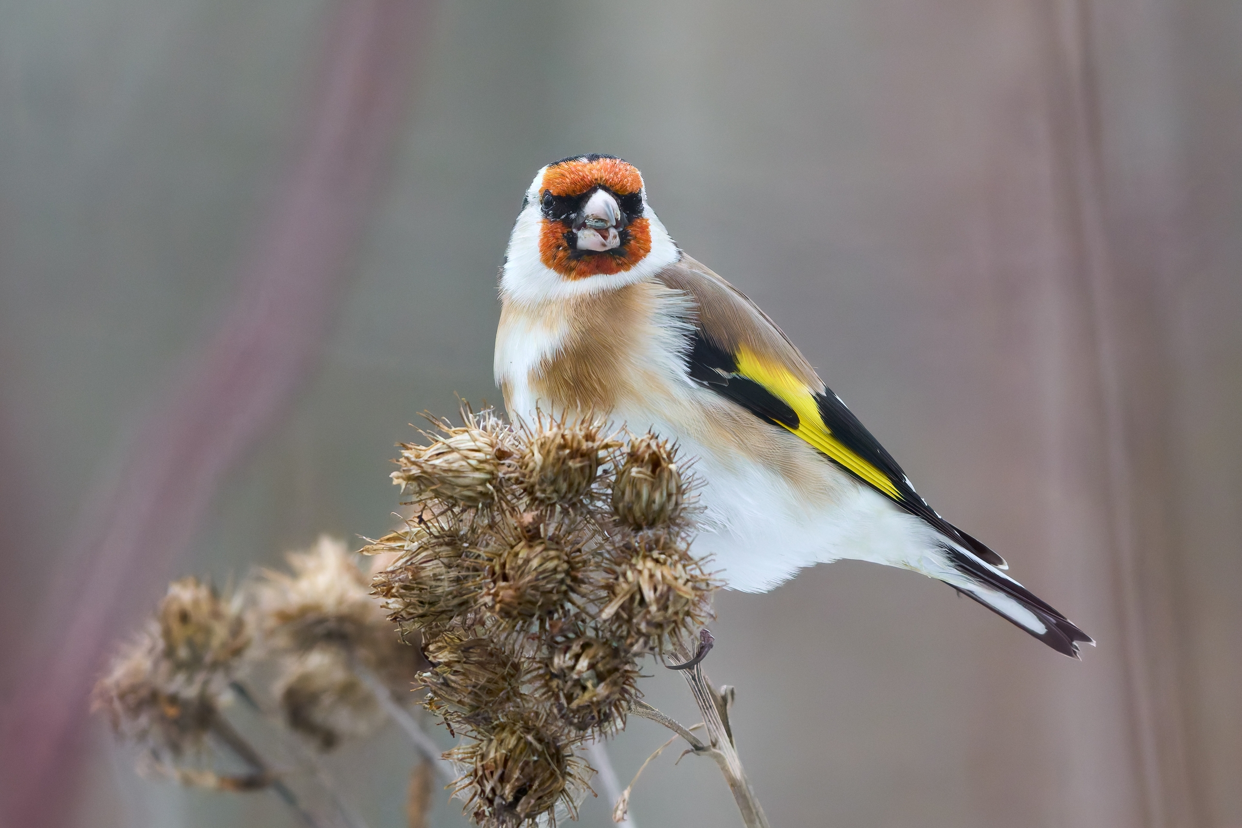 Ярких щеглов заметили в Яблоневом саду
