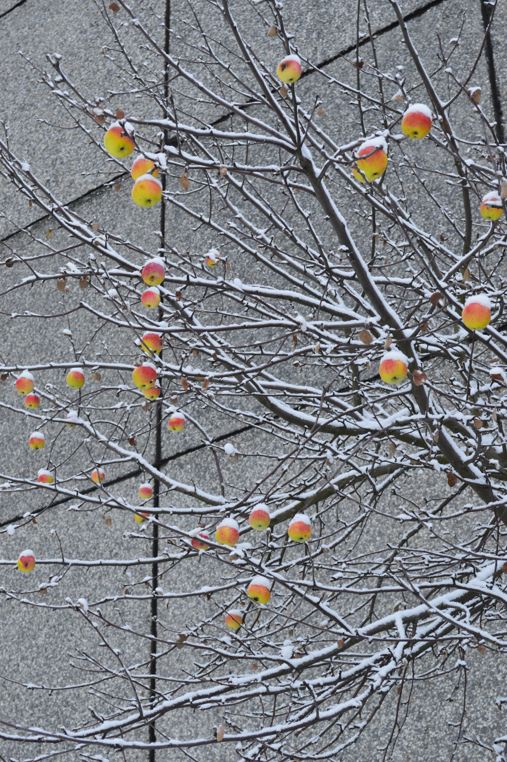Ноябрьское диво-дивное показали жители Карелии