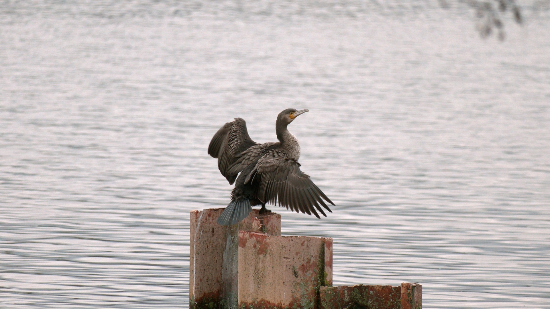 Большого баклана, отдыхающего после рыбалки, заметили под Петербургом