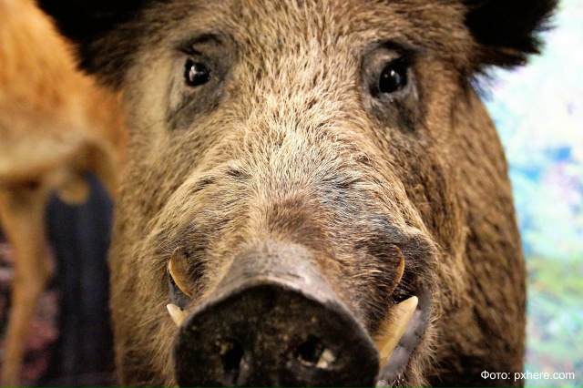 Кабанов стали все чаще встречать на севере Карелии