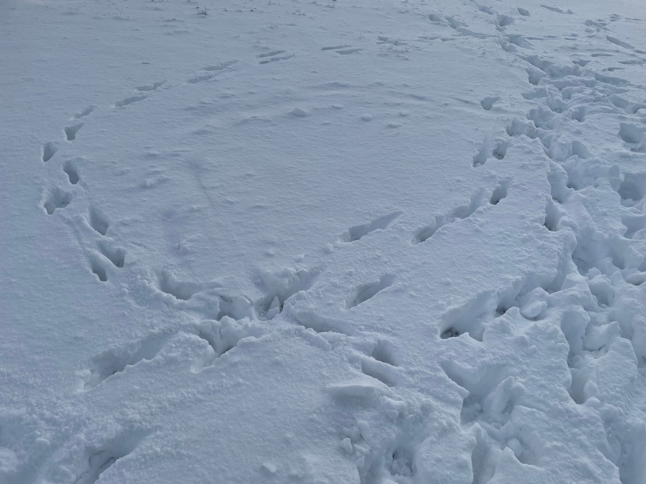 Хмурая ноябрьская погода принесет депрессию в субботнюю Карелию