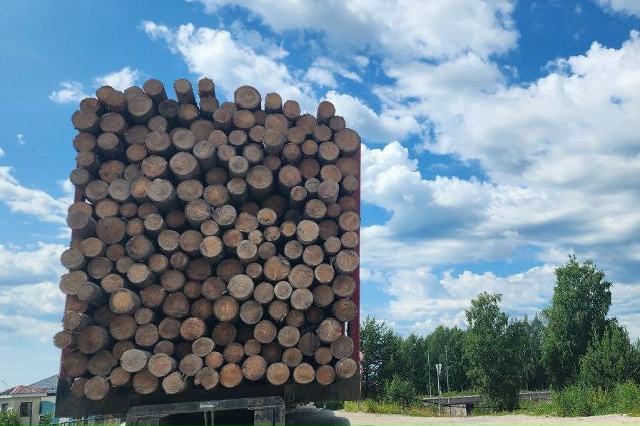 Вырубившего лес в Костомукше полиция нашла по сигаретным окуркам