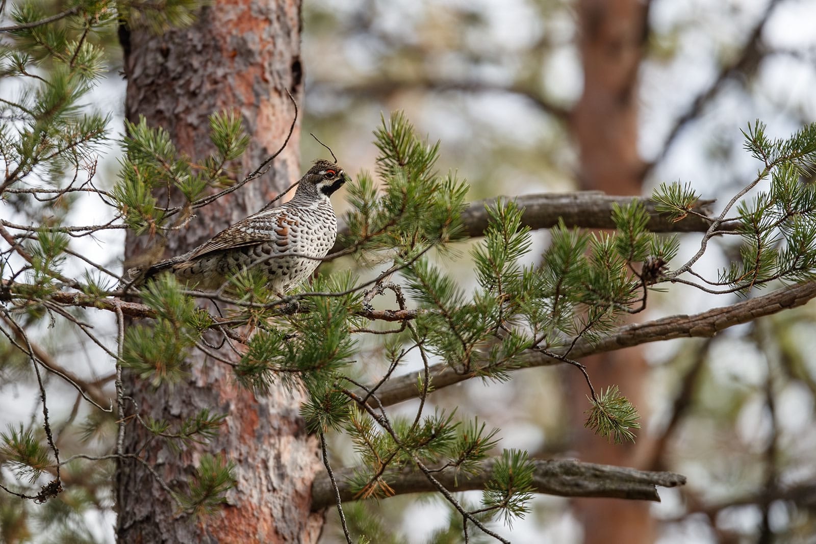 Дачнику Карелии дорого обойдется незаконная заготовка дров