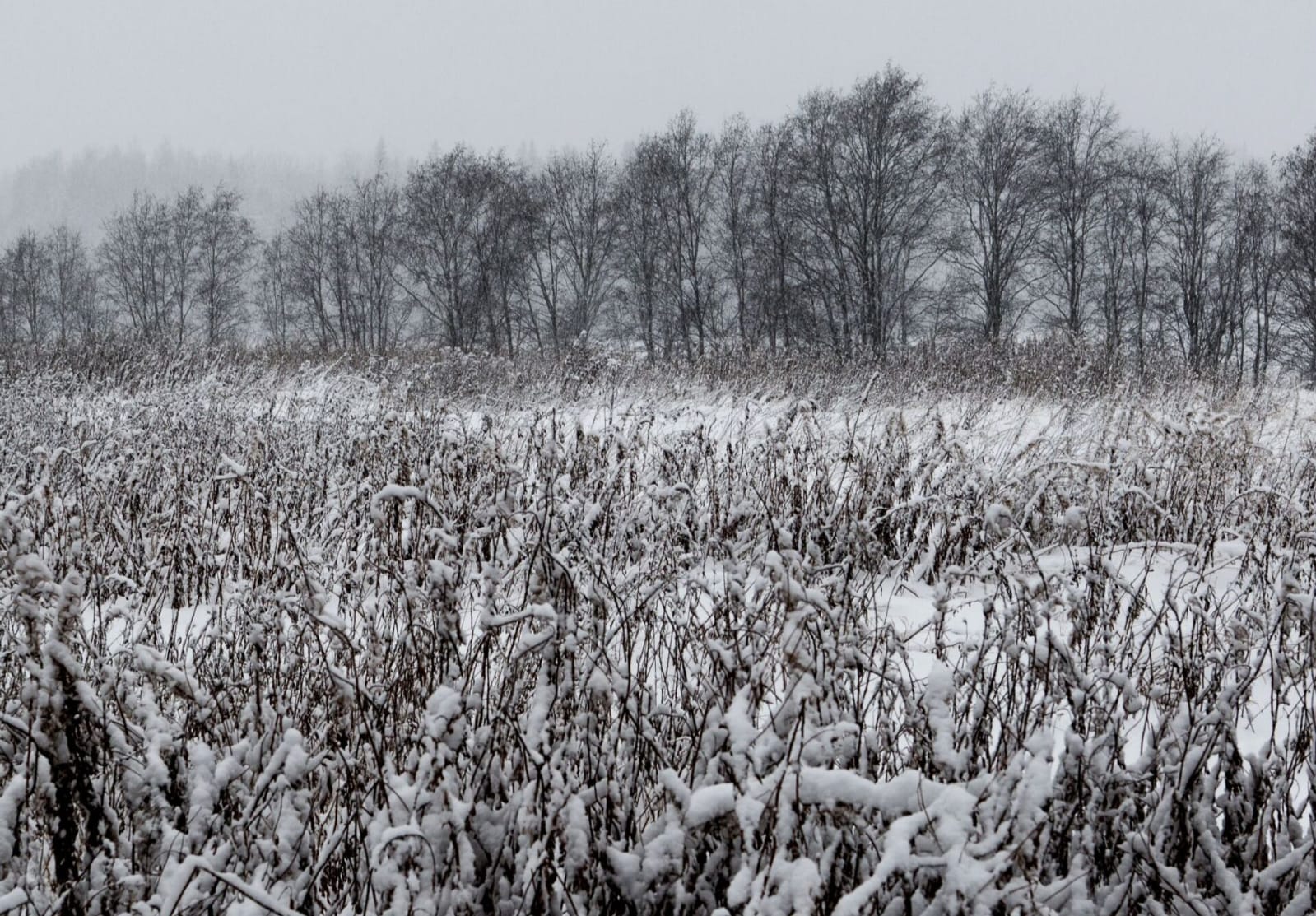 Синоптики Карелии предупредили о погодных «качелях»: снег, перепады температуры, атмосферного давления, усиление ветра
