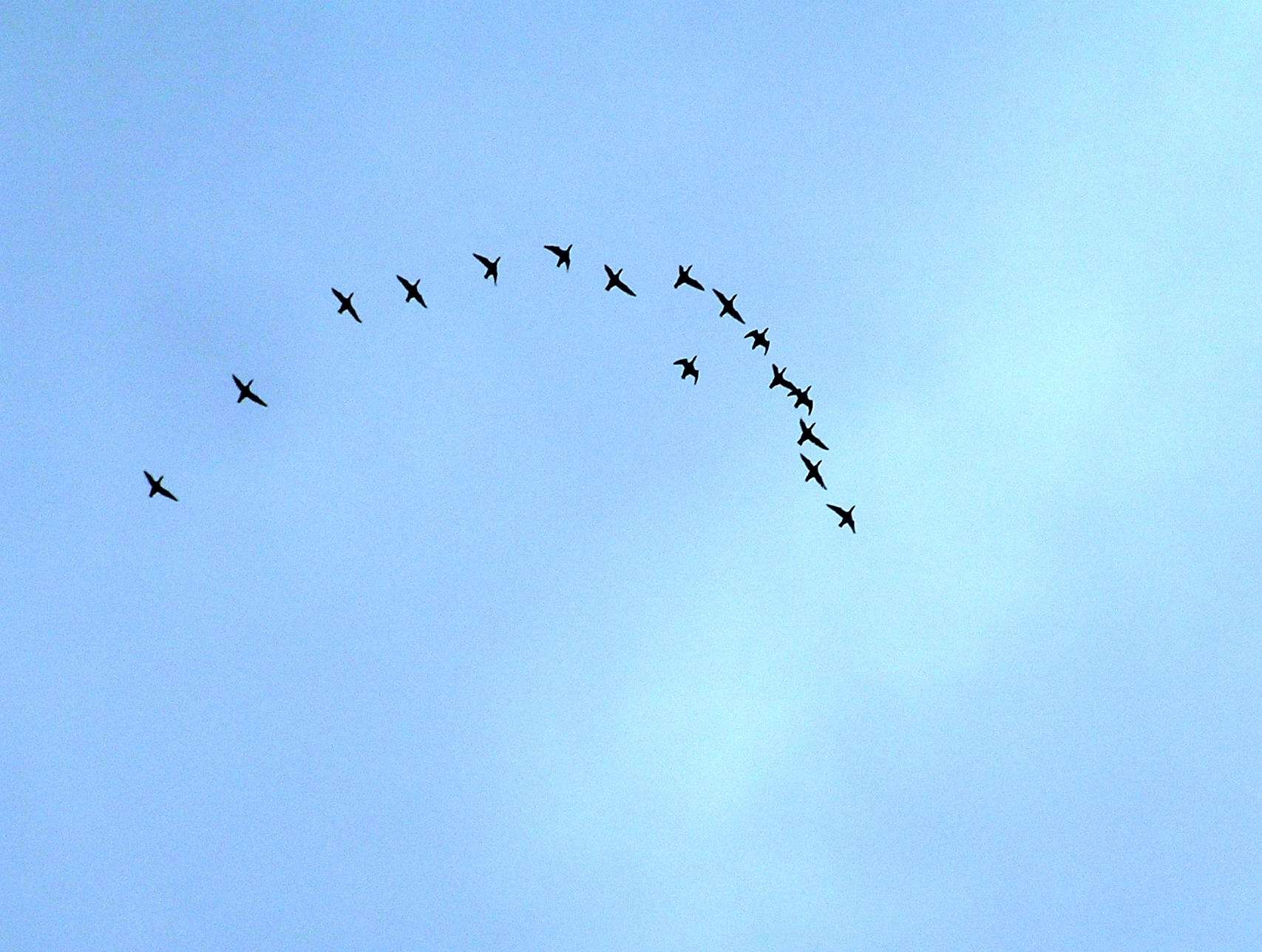 Массовый перелет черных уток заметили в карельском заповеднике