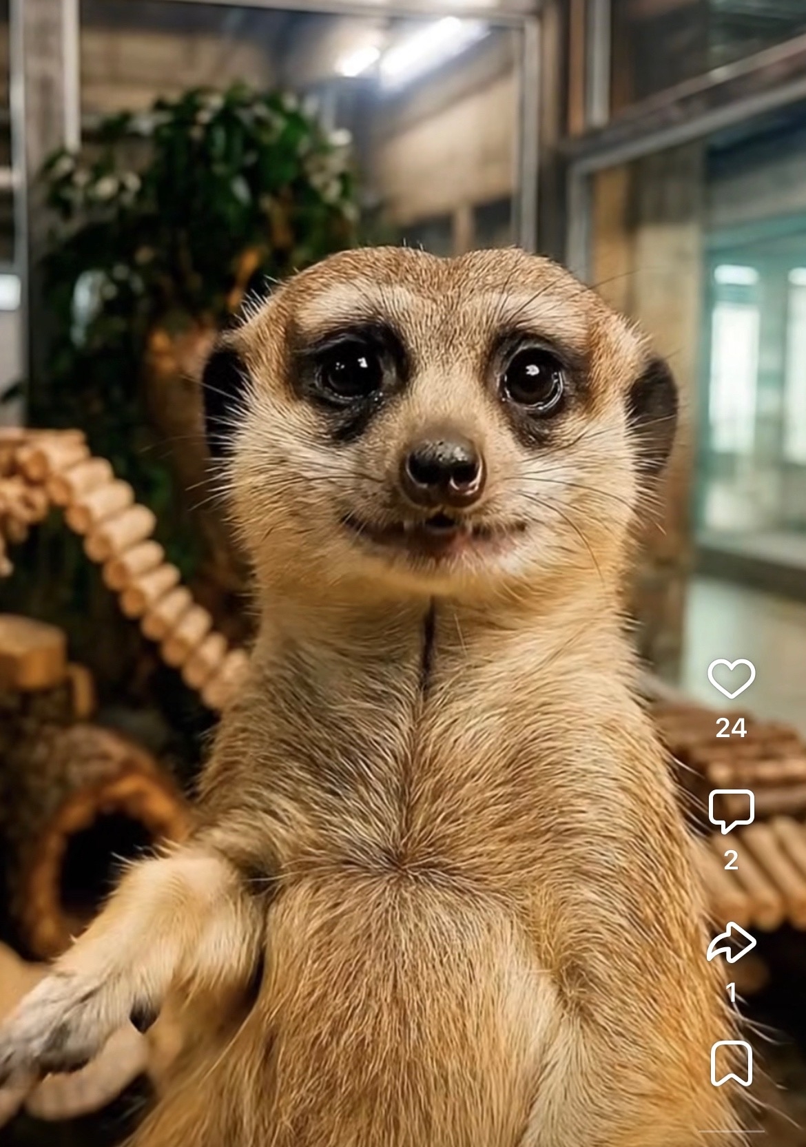 Немного солнца в холодной Карелии: деловой мангуст позвал в свой зоопарк