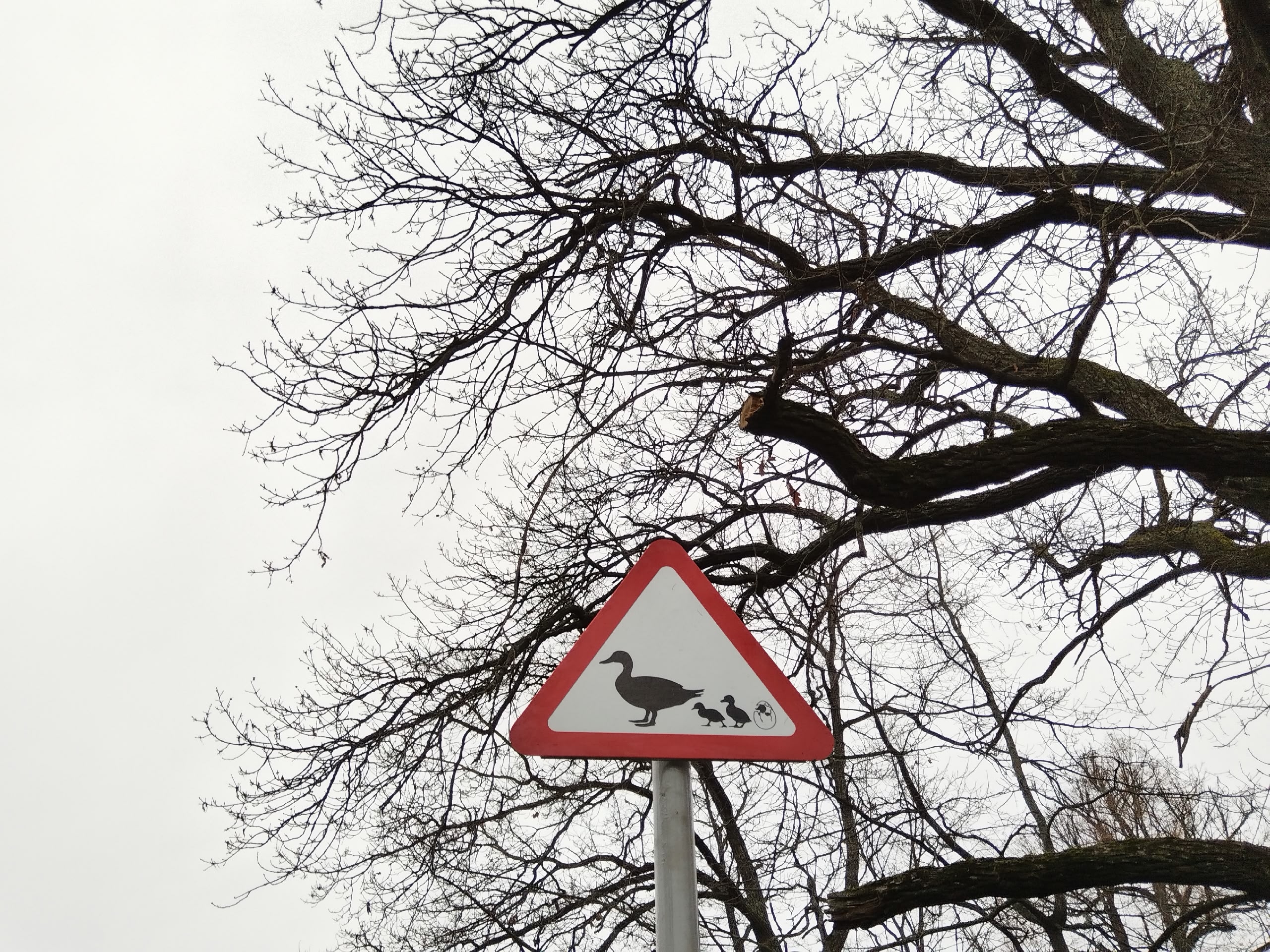 Знак «Осторожно, утки!» установили в центре Сортавалы