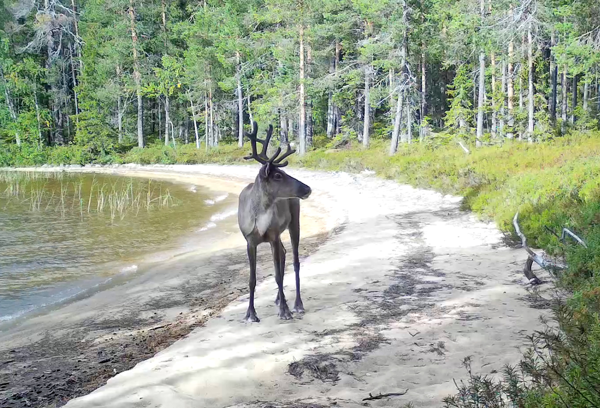 Вырубки угрожают популяции северного оленя в Карелии