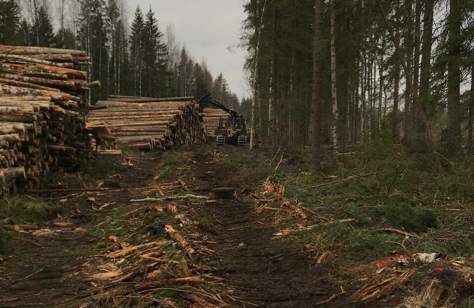Лес незаконно вырубили в Пряжинском лесничестве