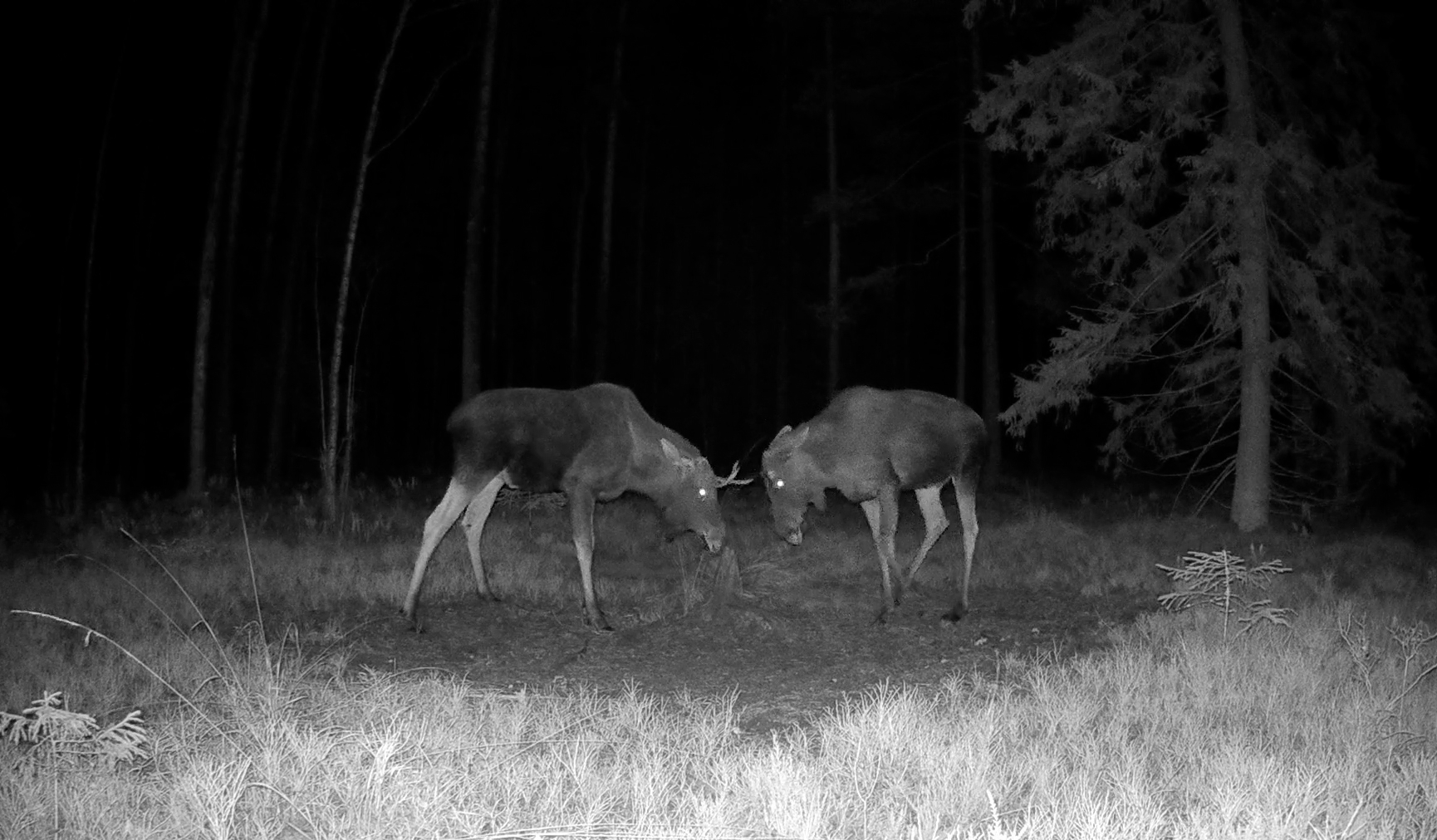 Безрогий лось вступил в схватку с вооруженным соперником