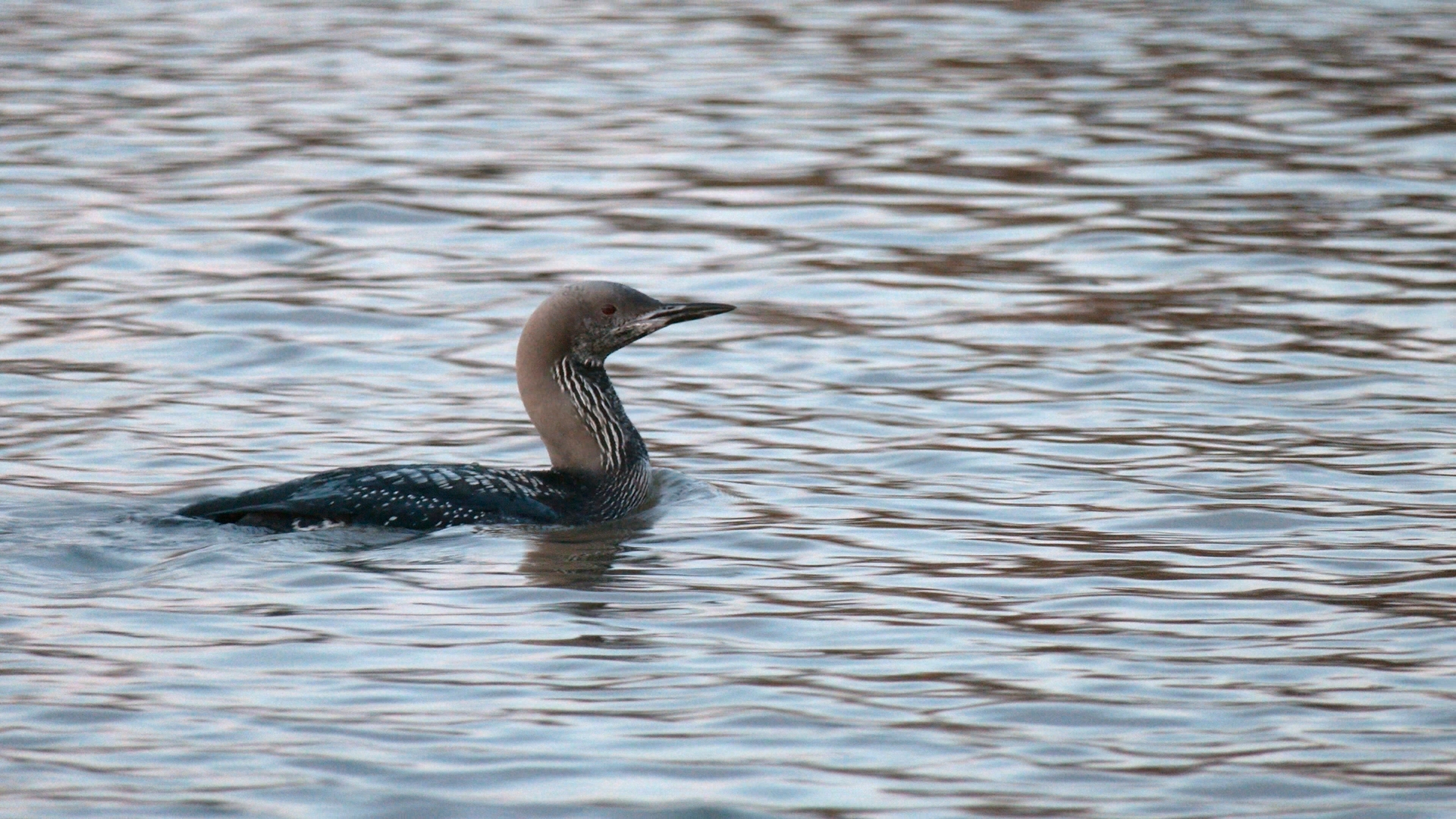 На Ладожском озере заметили птиц, способных имитировать лай и человеческую речь