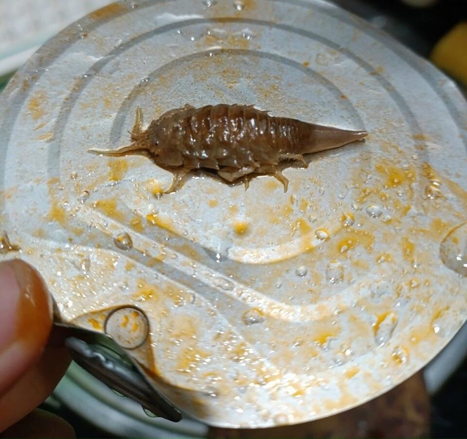 «Ну и бяка»: килька с сюрпризом попалась жителям Кондопоги