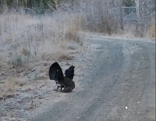 Его пернатое величество посчастливилось встретить в лесах Приладожья