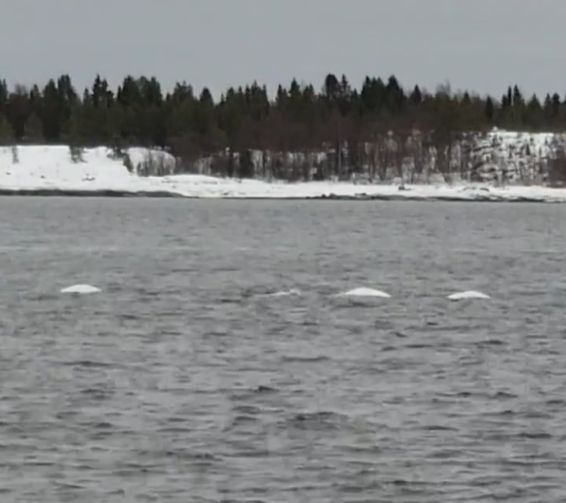 Белые киты устроили шоу на севере Карелии