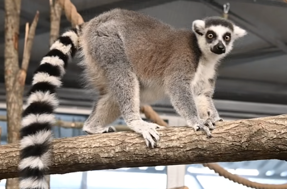 Необычные павильоны-виллы открыли в Карельском зоопарке