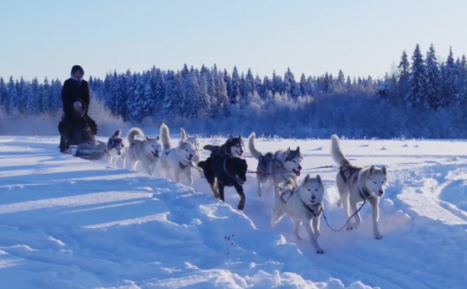 Ферма хаски «Белая Руна» готовится к Новому году в Карелии
