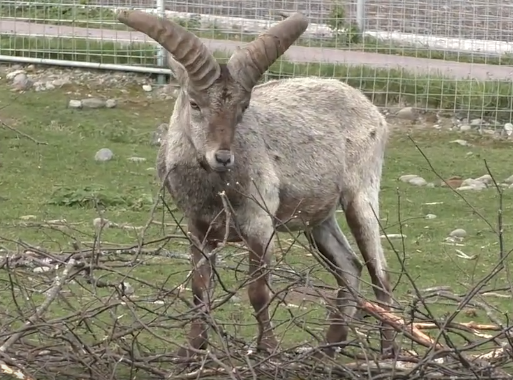 Символ выносливости и грации: в Карельском зоопарке можно увидеть краснокнижного дагестанского тура