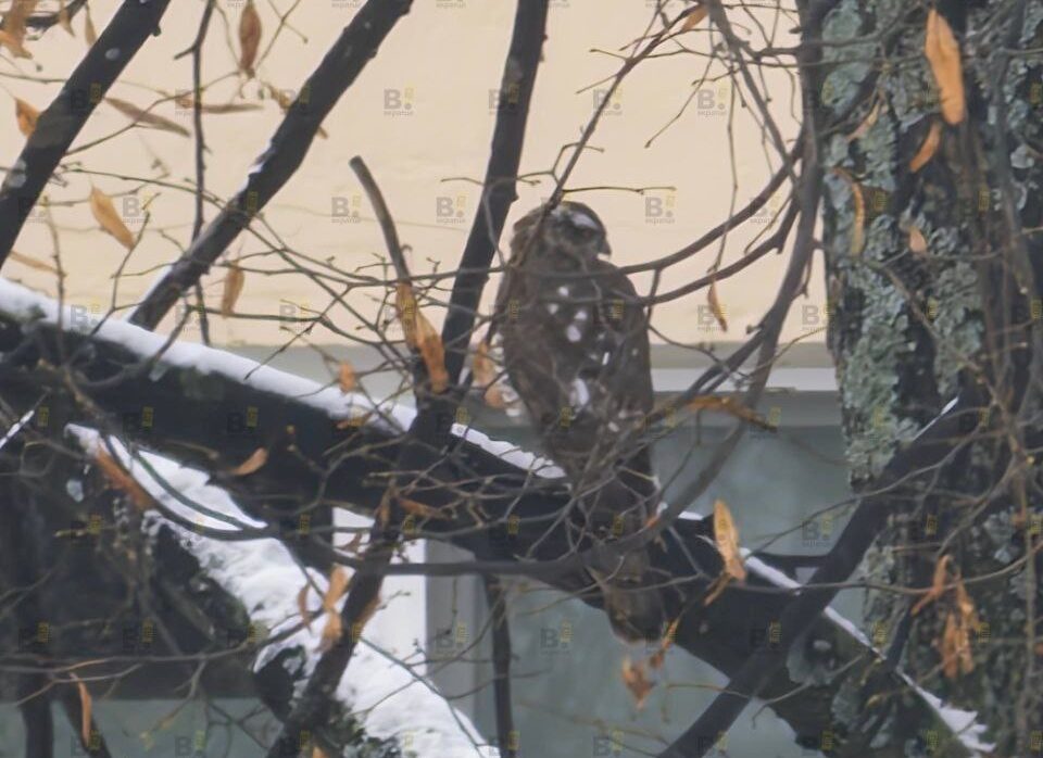 Лесного ястреба заметили в расширенном центре Петрозаводска