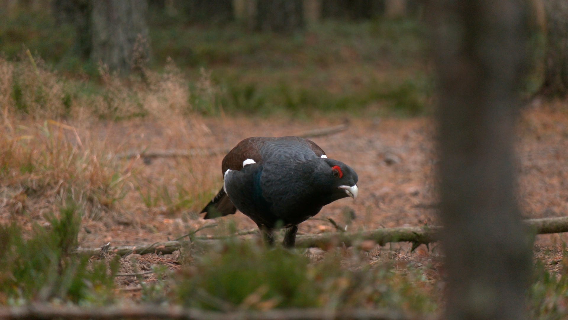 Глухари продолжают глотать камни из-за продолжающейся теплой осени