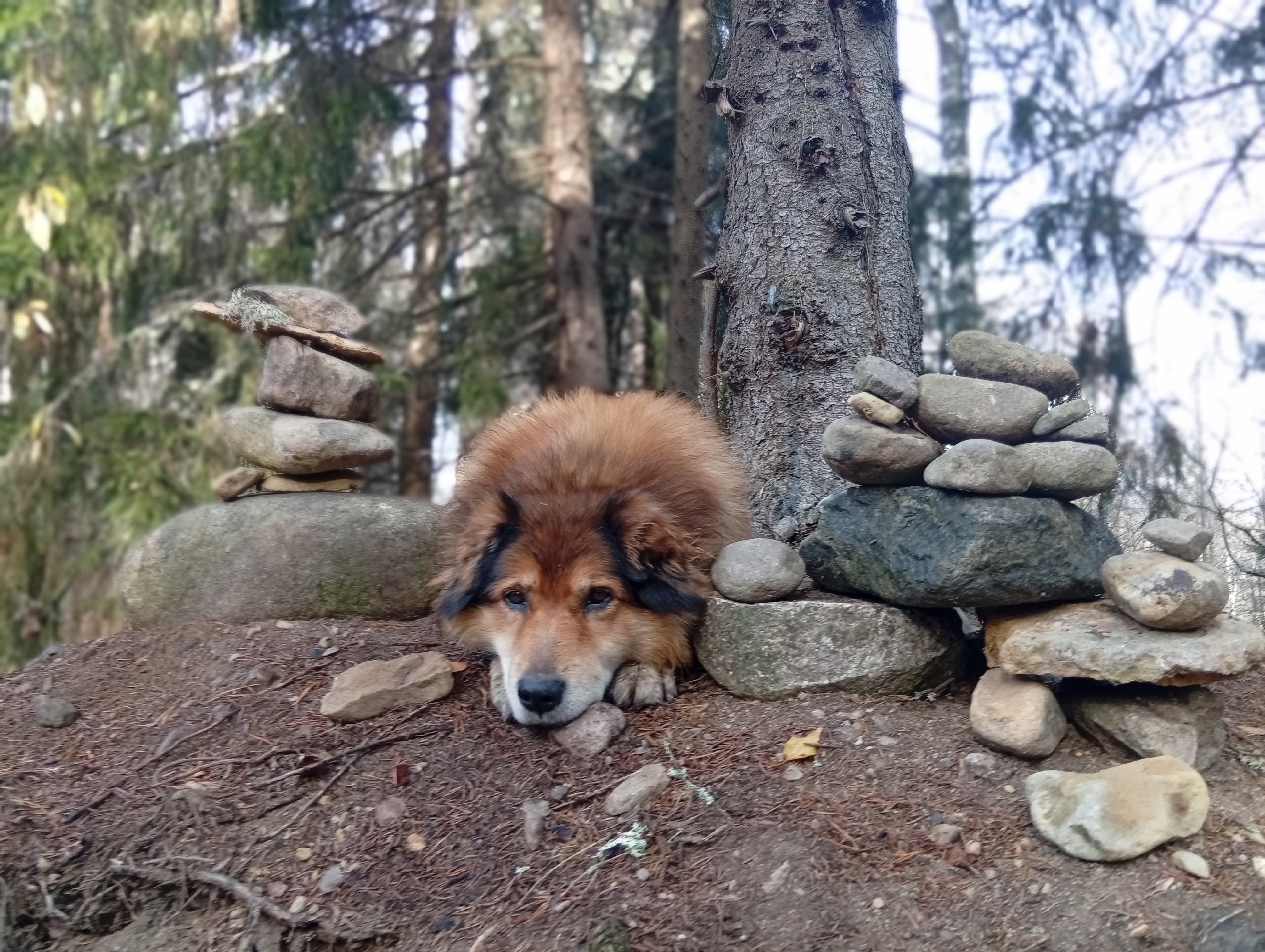 Четвероногие хранители турмашрутов в Карелии сопровождают гостей в их путешествиях
